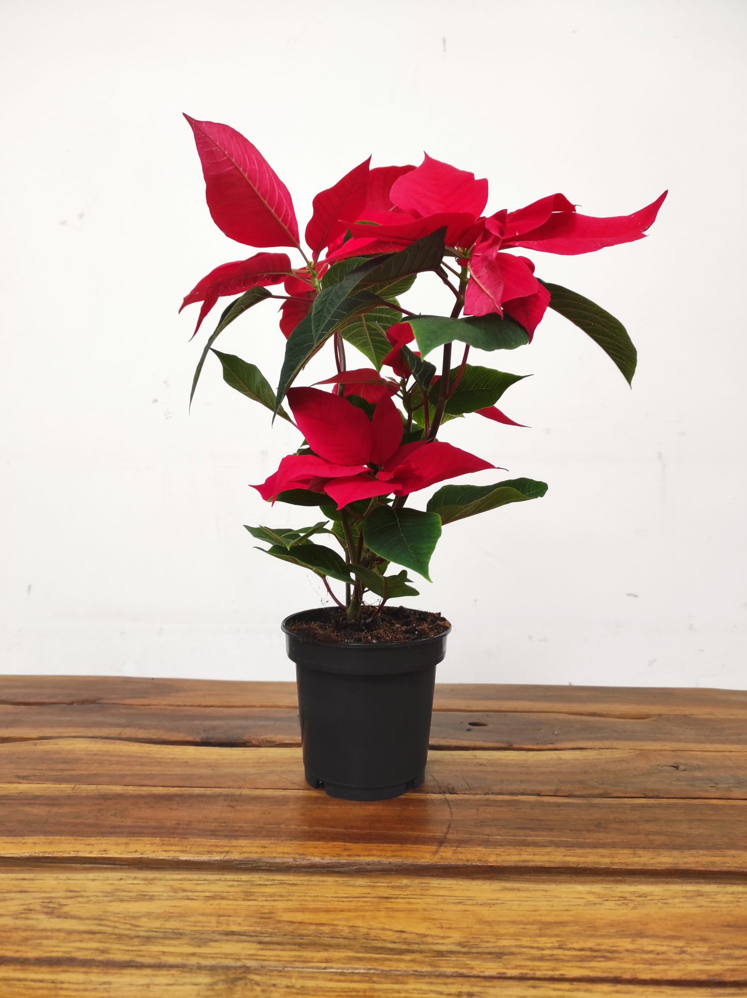 Euphorbia Pulcherrima V.11 - Image 2