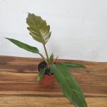 Philodendron Bipinn. Choco Impress