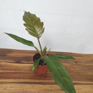 Philodendron Bipinn. Choco Impress