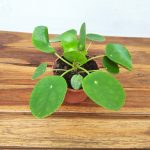 Pilea Peperomioides V.11