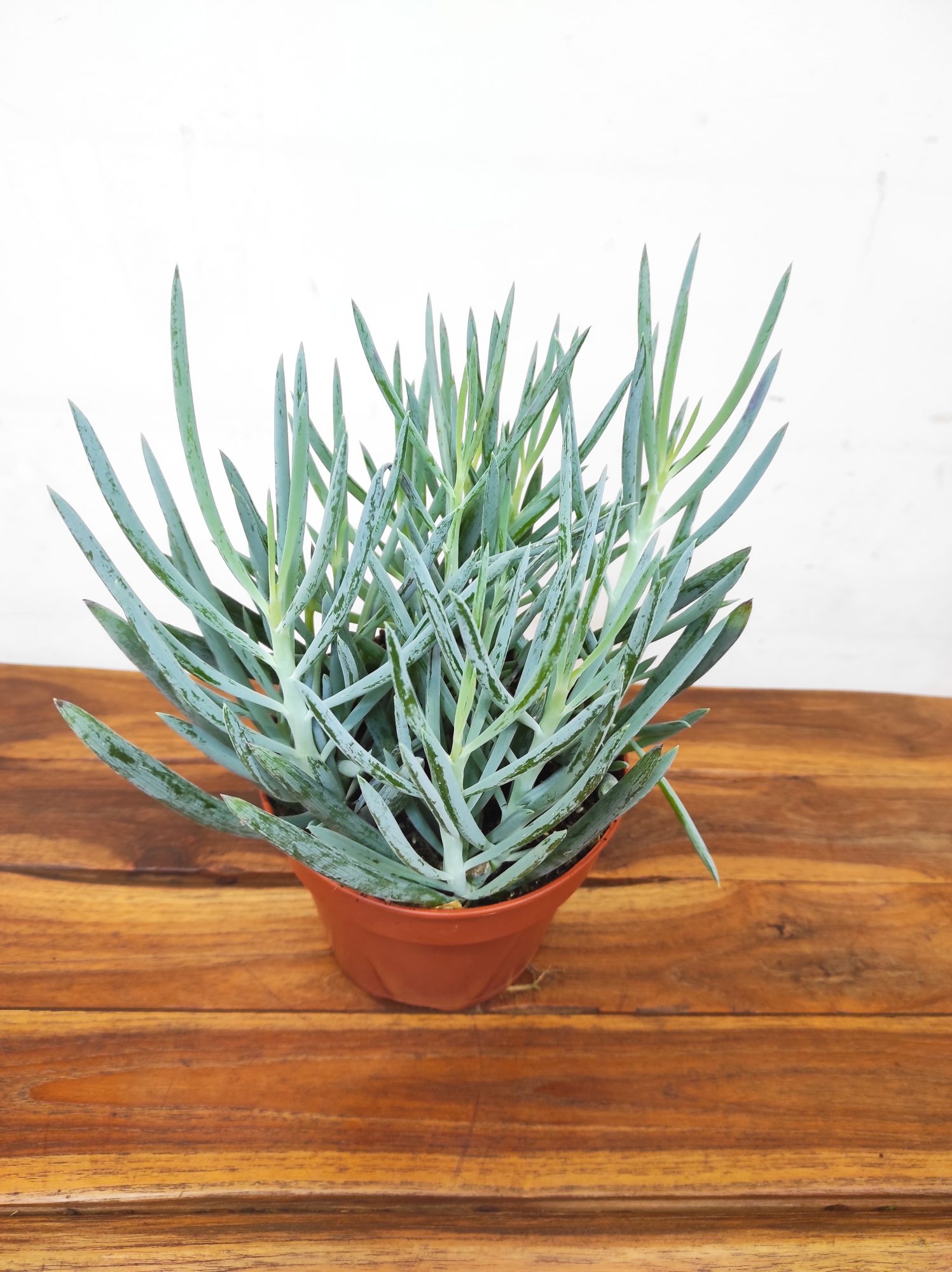 Curio Ficoides Blues - Image 2