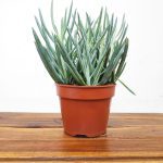 Curio Ficoides Blues