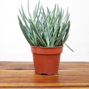 Curio Ficoides Blues