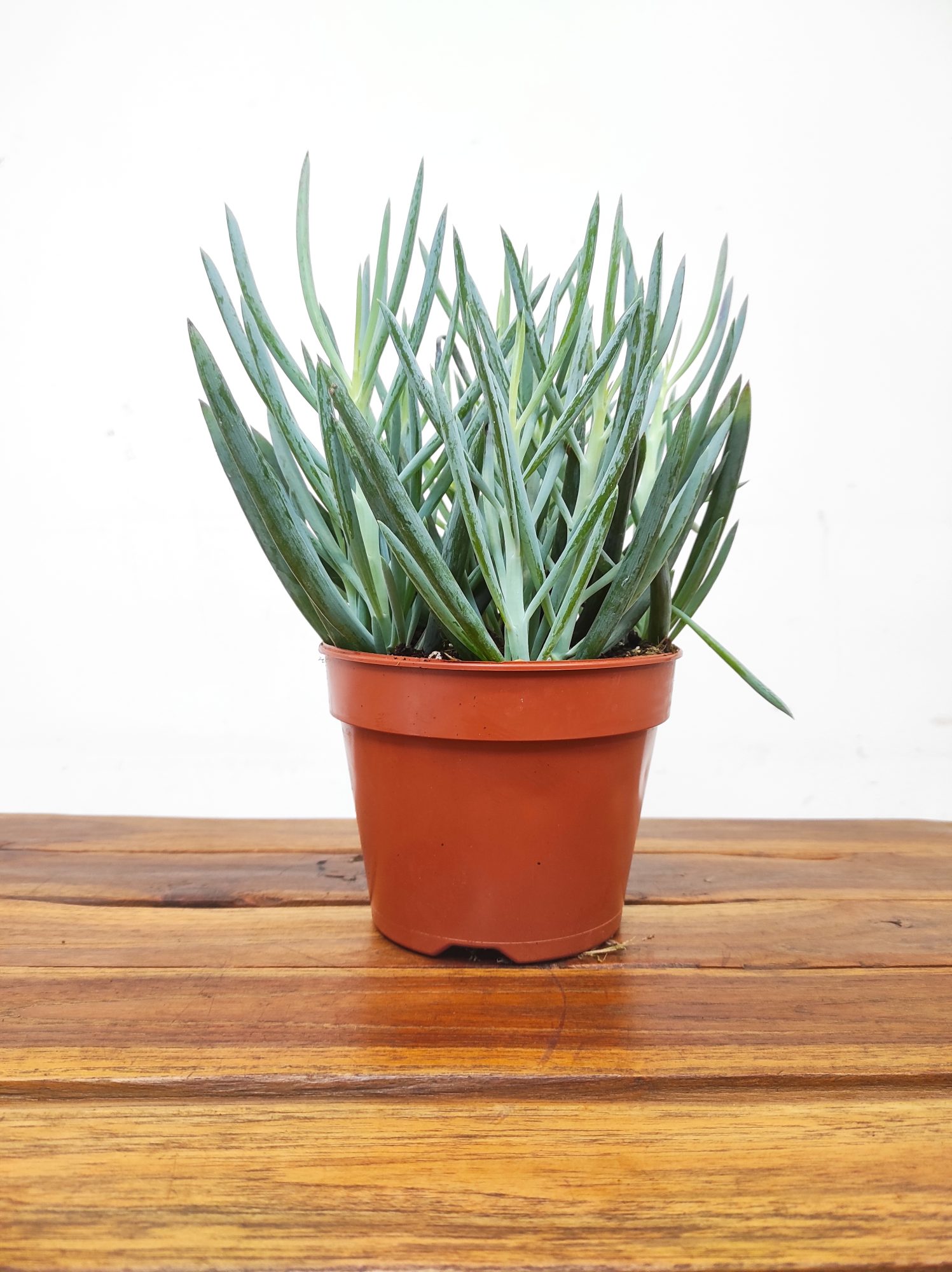 Curio Ficoides Blues