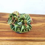 Begonia Gironella Safari Tiger