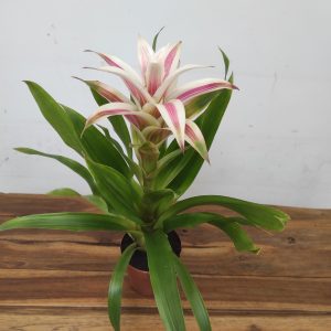 Guzmania 'Linea Pink' Variegata