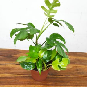 Rhaphidophora Tetrasperma