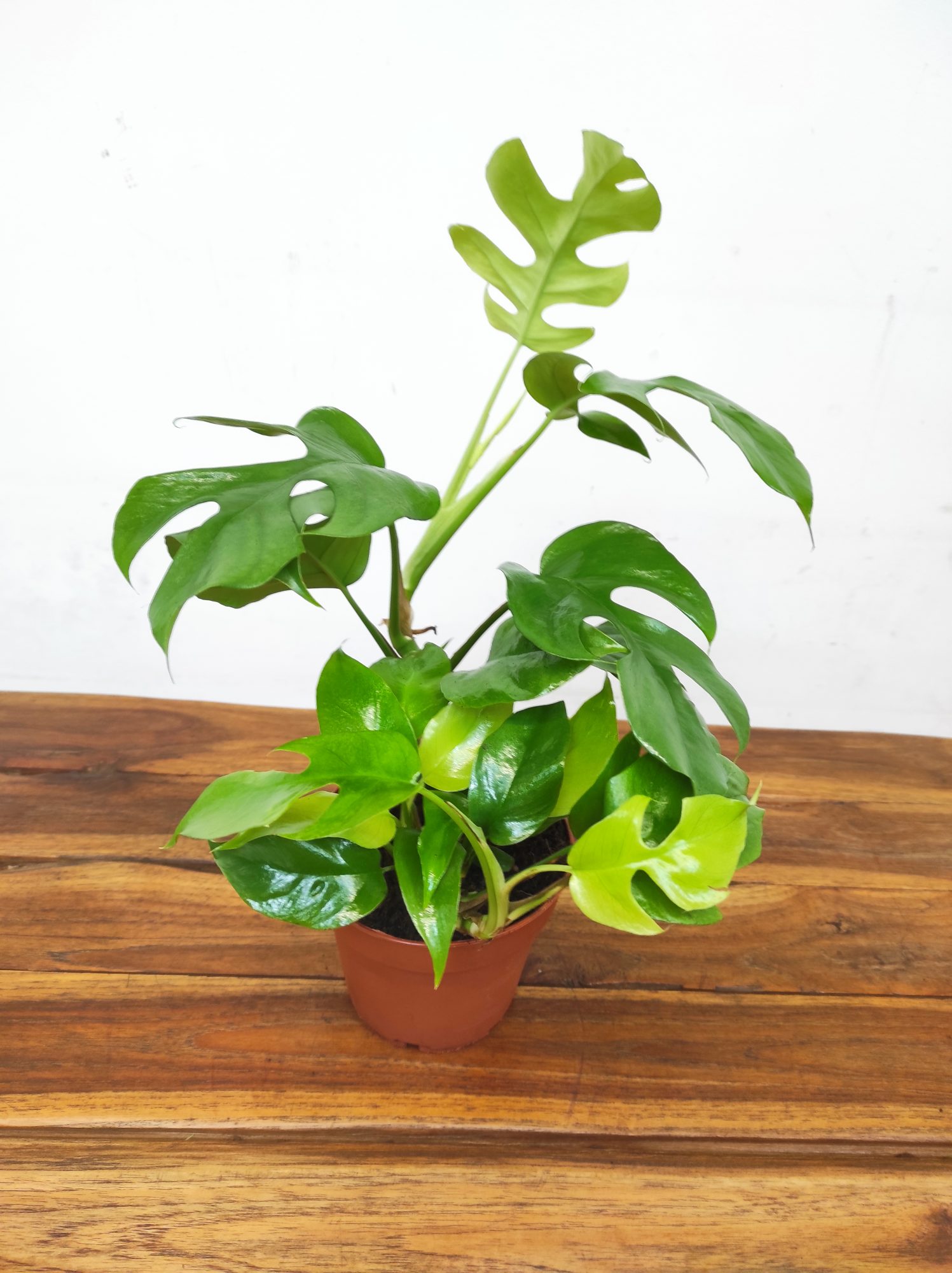 Rhaphidophora Tetrasperma