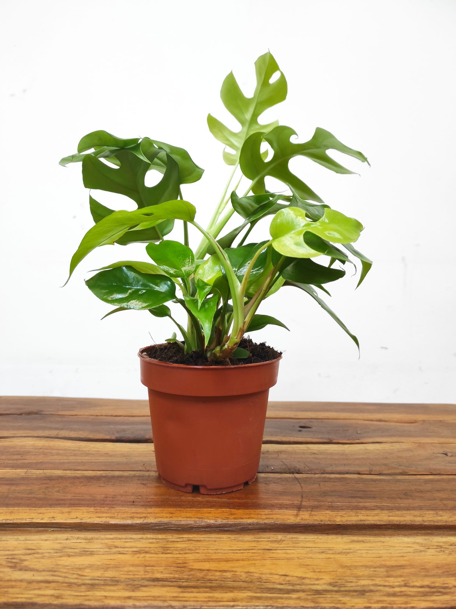 Rhaphidophora Tetrasperma - Image 2