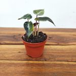 Alocasia Baminbo Aurea