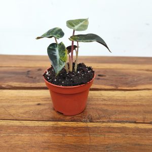 Alocasia Baminbo Aurea