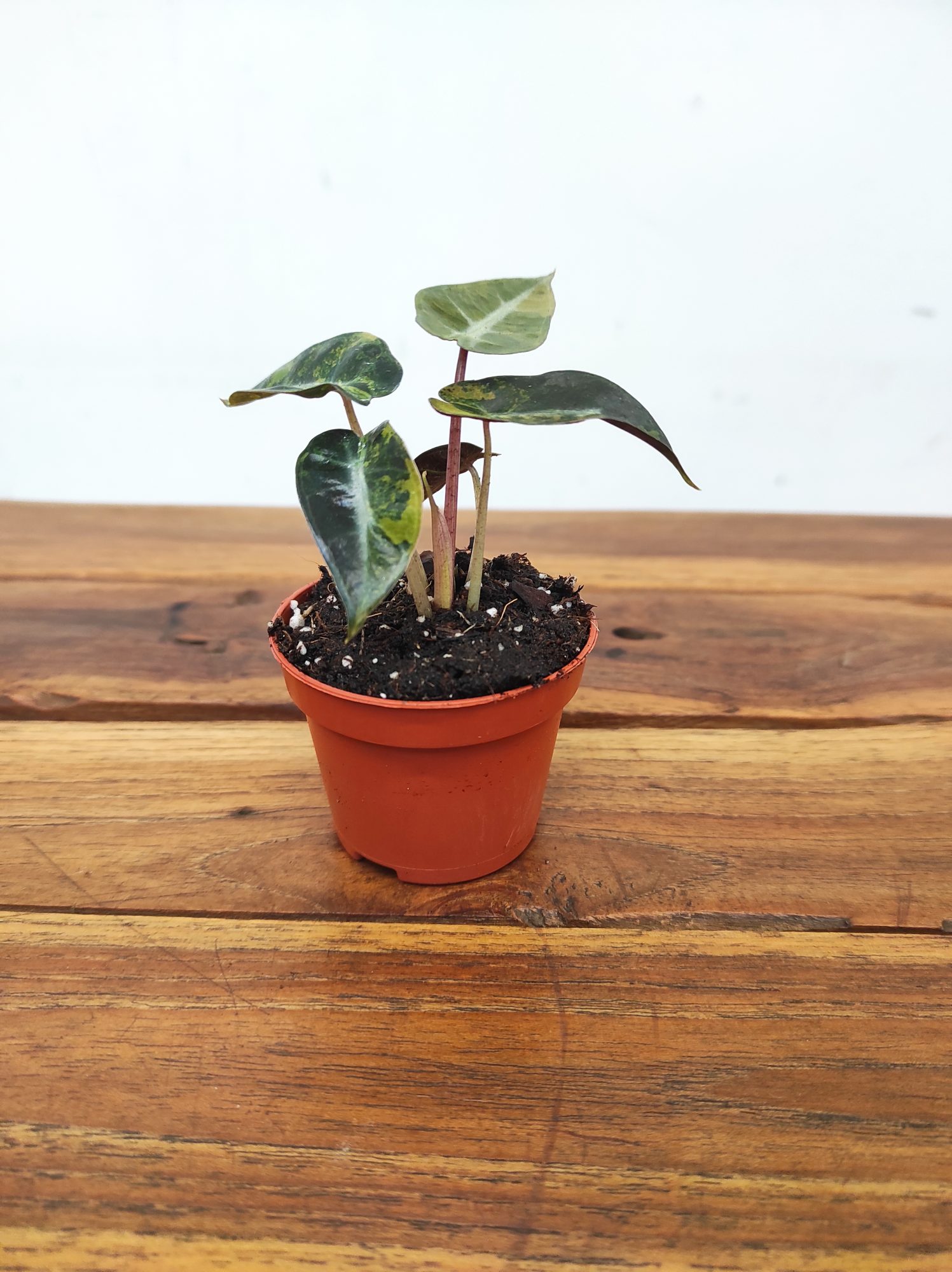 Alocasia Baminbo Aurea