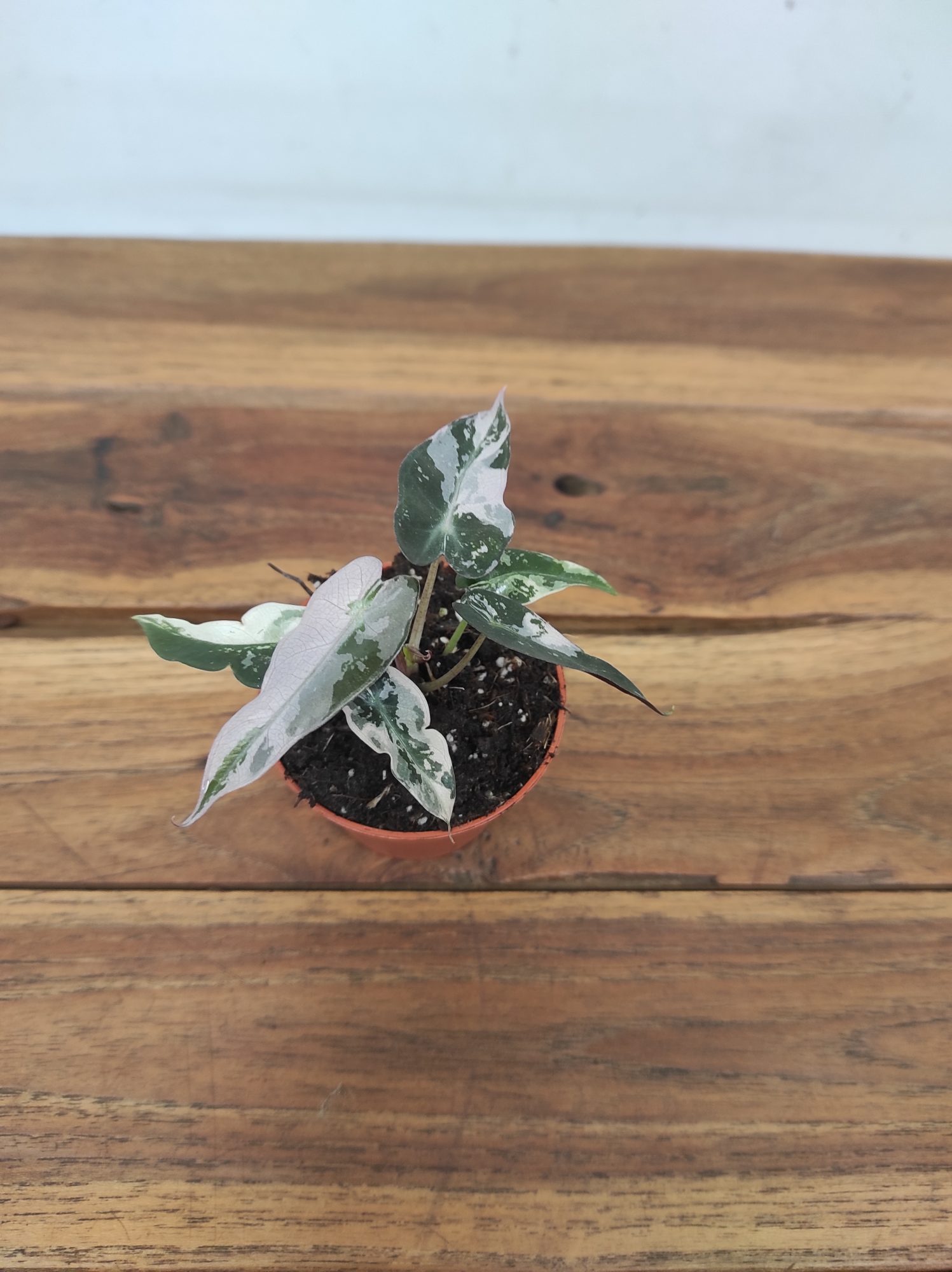 Alocasia Bambino Variegata - Image 2