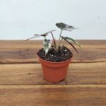 Alocasia Bambino Variegata