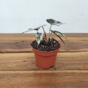 Alocasia Bambino Variegata