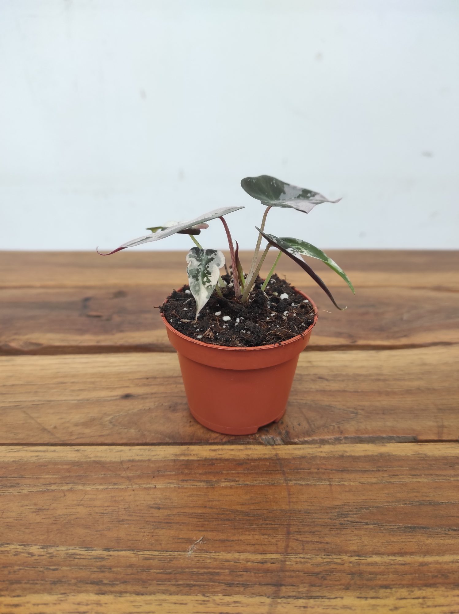 Alocasia Bambino Variegata