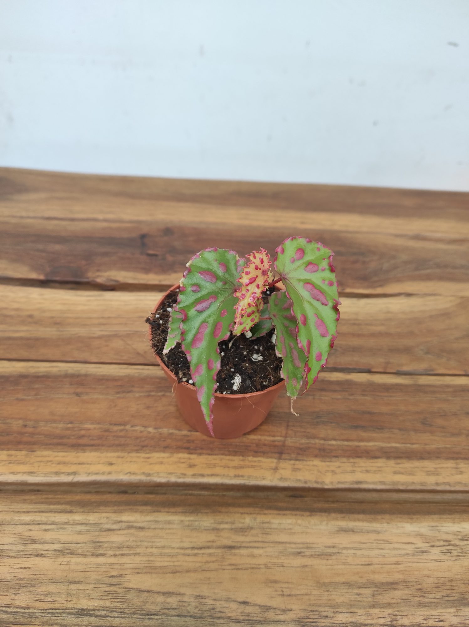 Begonia 'Pink Dottie' - Image 2