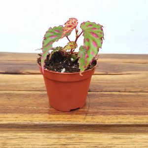 Begonia 'Pink Dottie'