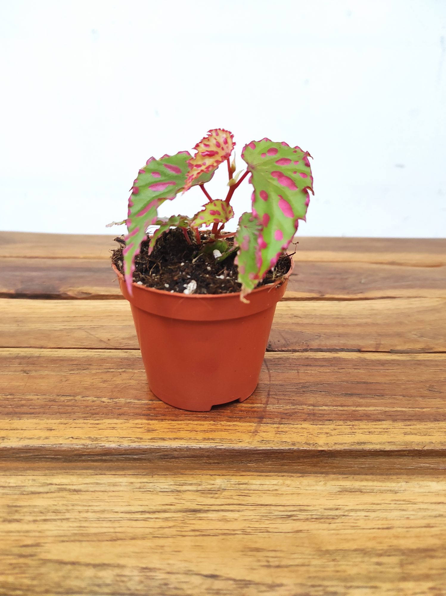 Begonia 'Pink Dottie'