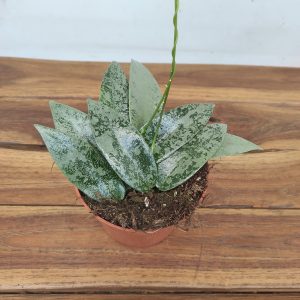 Hoya 'Flagellata Silver'