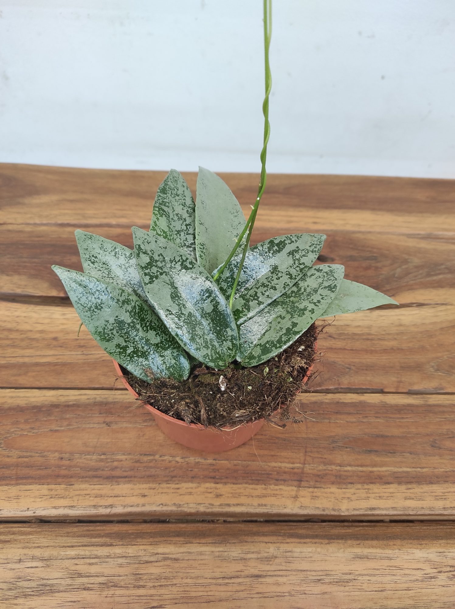 Hoya 'Flagellata Silver'