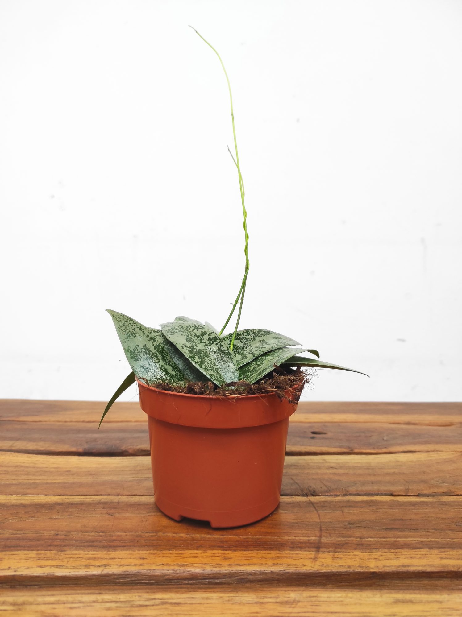 Hoya 'Flagellata Silver' - Image 2