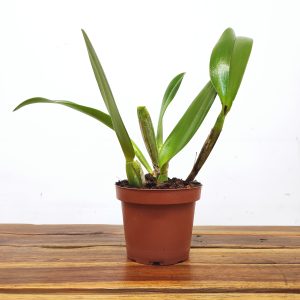 Blc. Miriam Suzuki Red - Sem flor