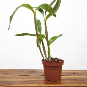 Dendrobium Spectabile - Sem flor