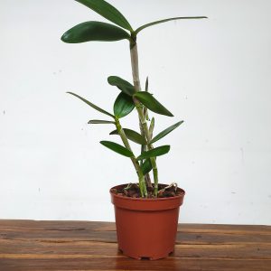 Cattleya Amethystoglossa x Labelao - Sem flor