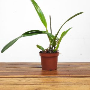 Lc. Bella - Sem flor