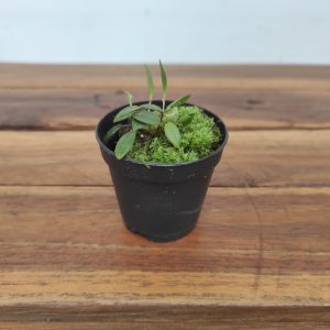 Lepanthes Victorgonzalesii - Sem flor