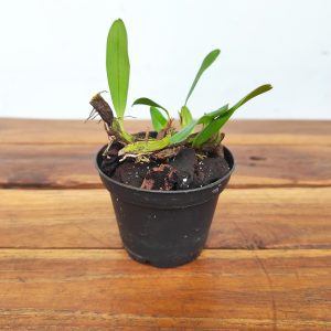 Dendrobium Nakaharae - Sem flor