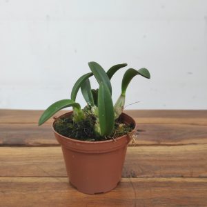 Laelia Cruziana - Sem Flor