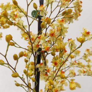 Oncidium Tiny Twinkle Golden Fantasy
