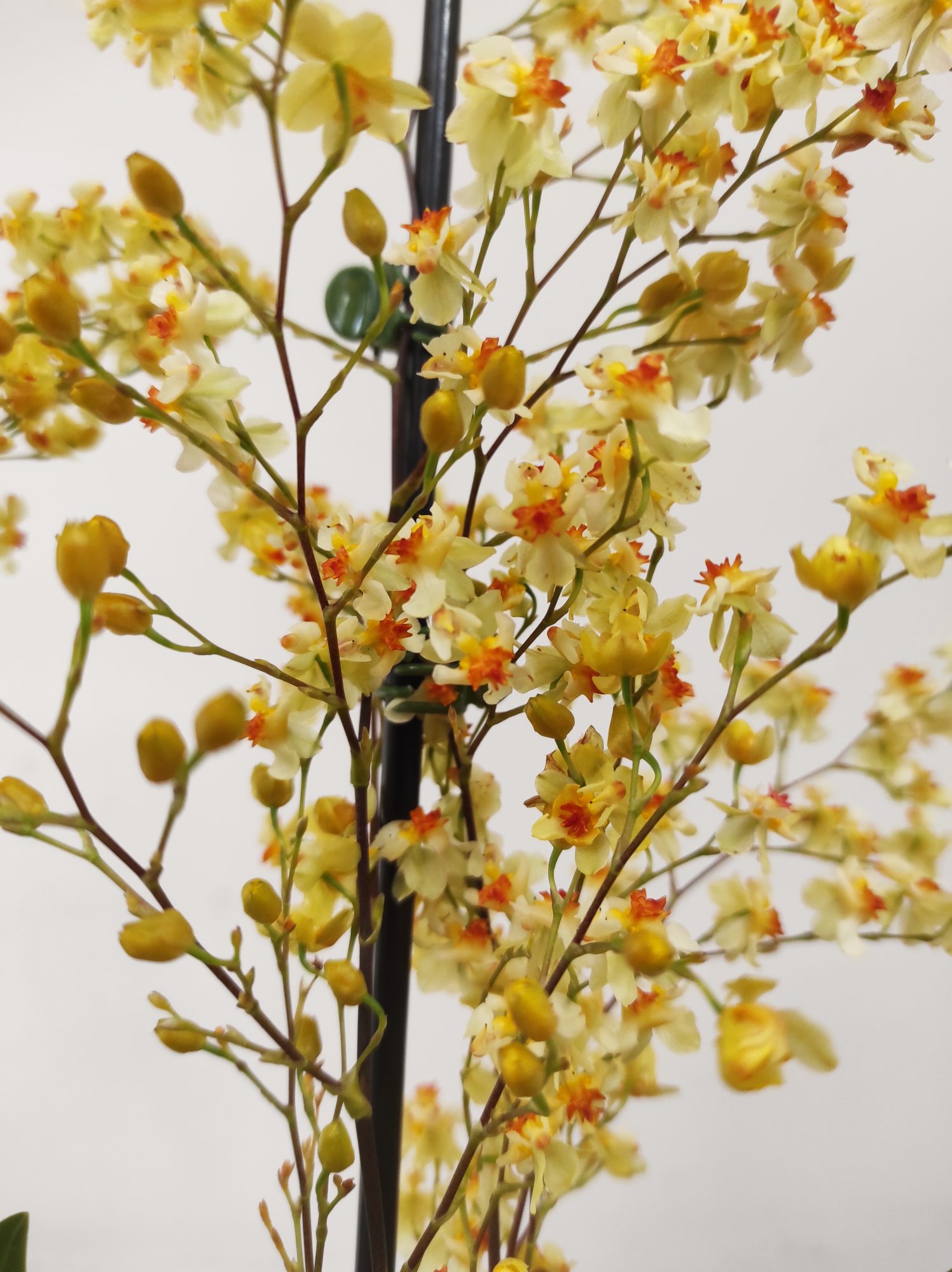 Oncidium Tiny Twinkle Golden Fantasy