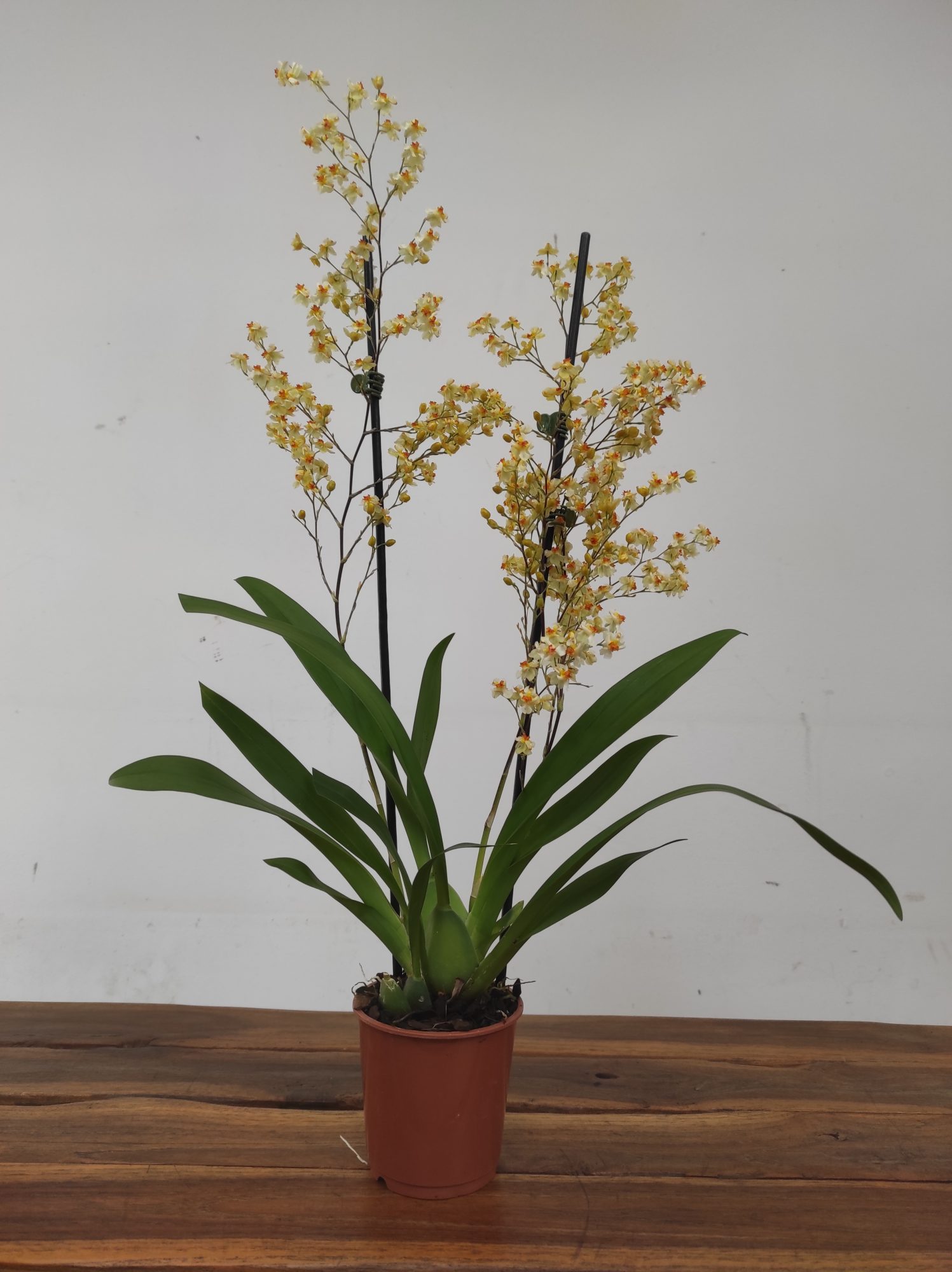 Oncidium Tiny Twinkle Golden Fantasy - Image 2