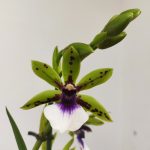 Zygopetalum 'Louisendorf'