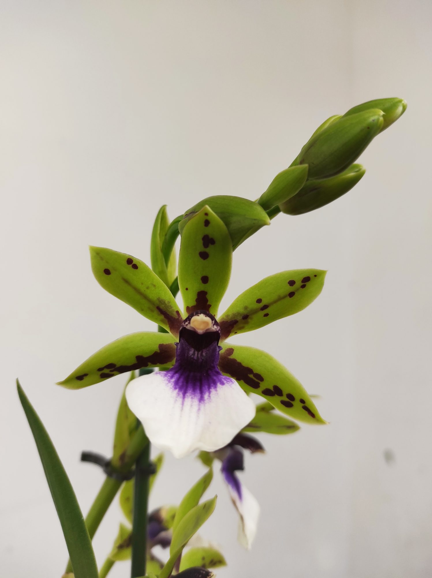 Zygopetalum 'Louisendorf'