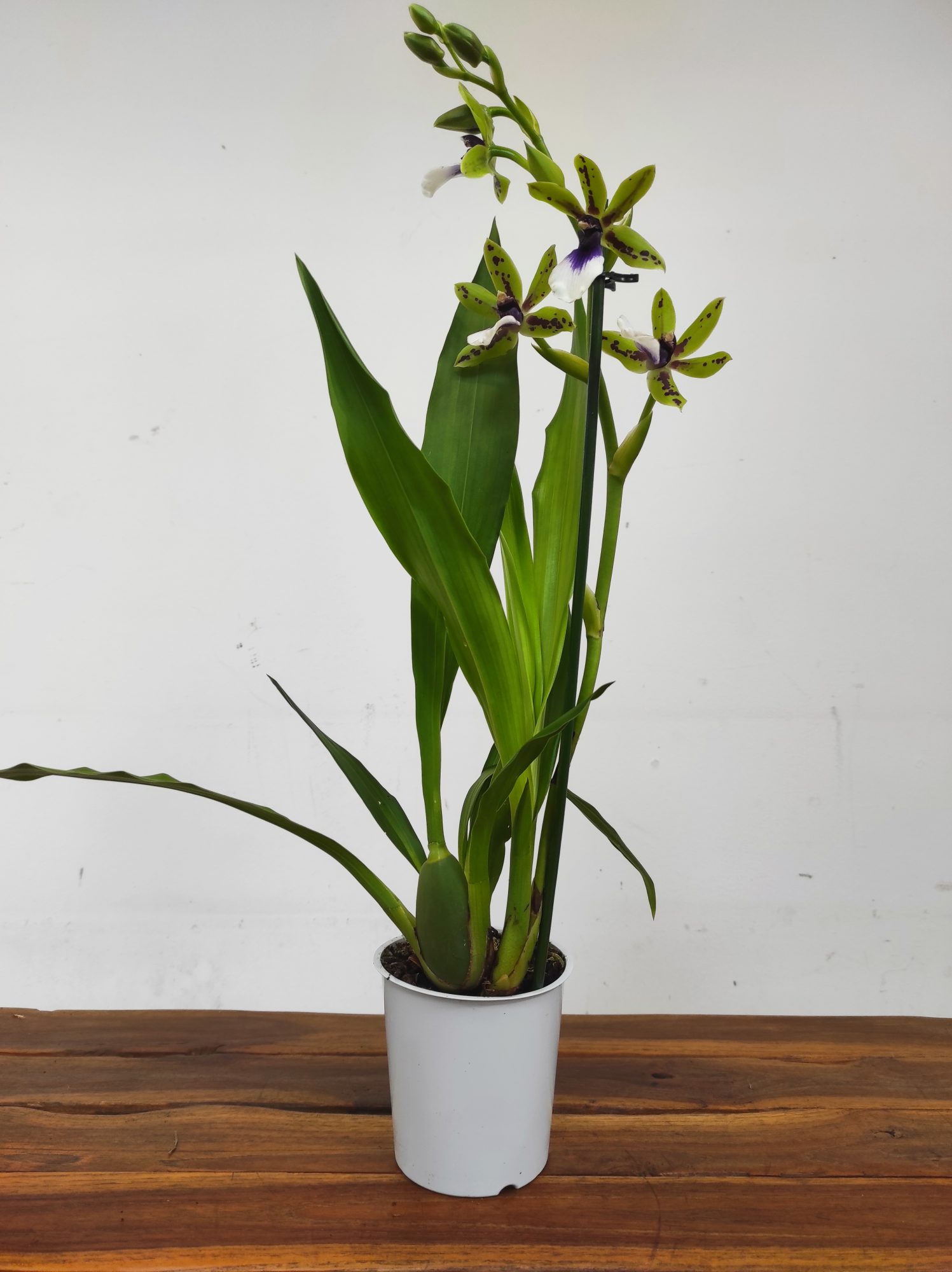 Zygopetalum 'Louisendorf' - Image 2