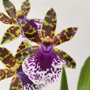 Zygopetalum 'Louisendorf'