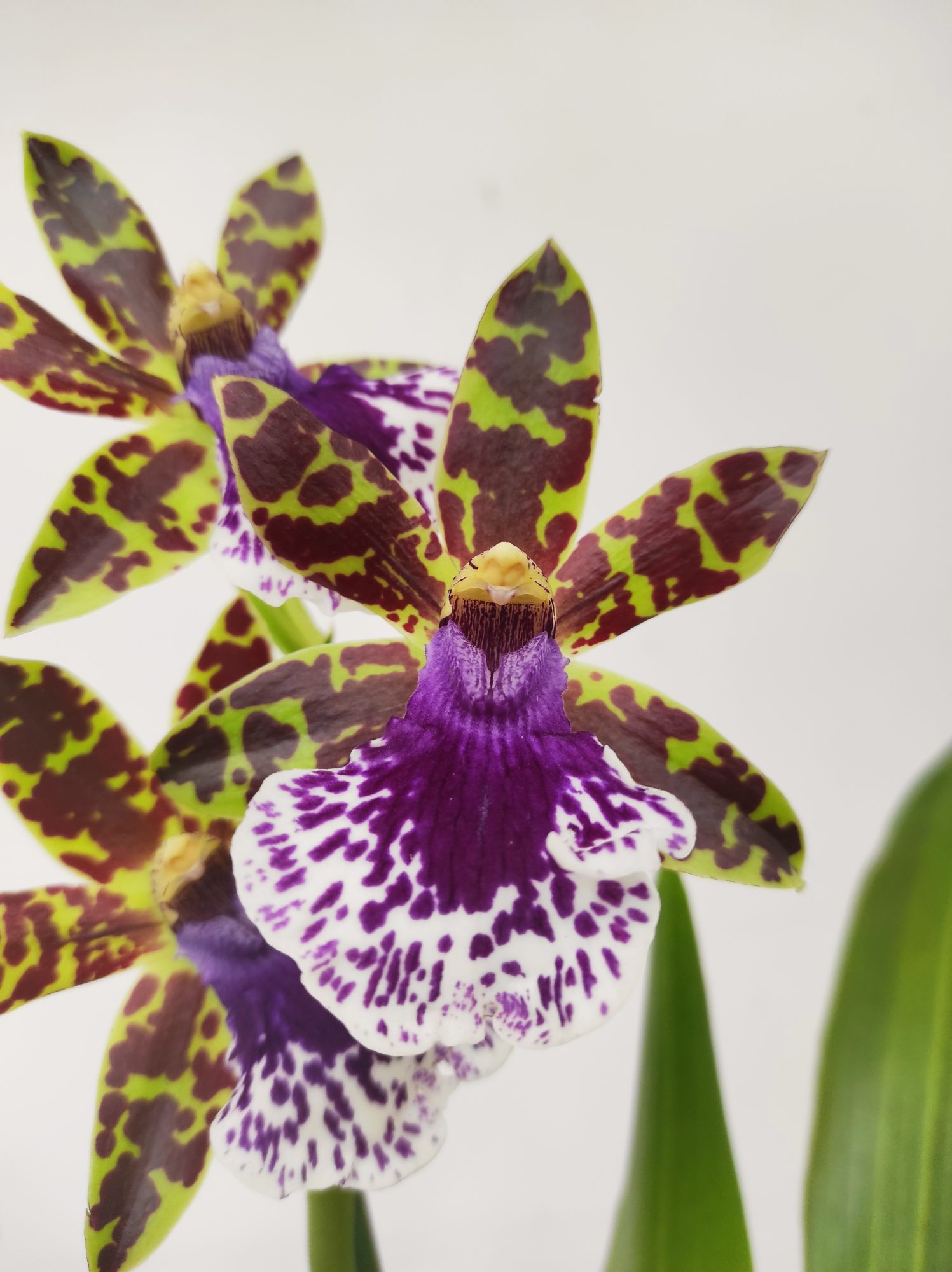 Zygopetalum 'Louisendorf'