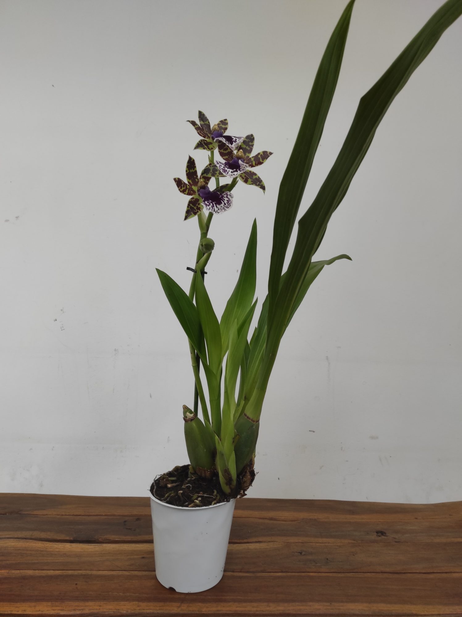 Zygopetalum 'Louisendorf' - Image 2