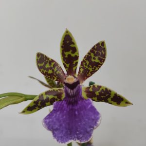 Zygopetalum 'Louisendorf'