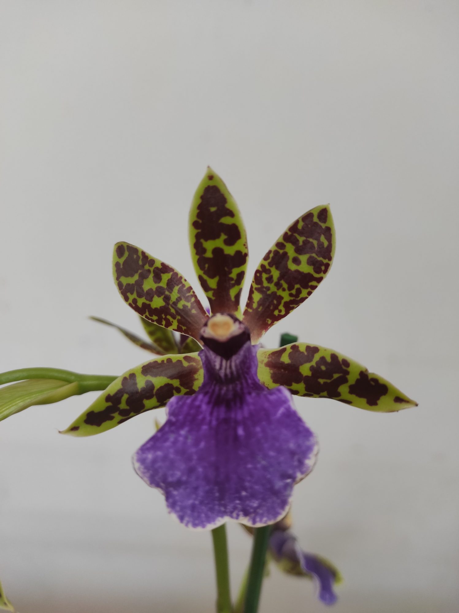 Zygopetalum 'Louisendorf'