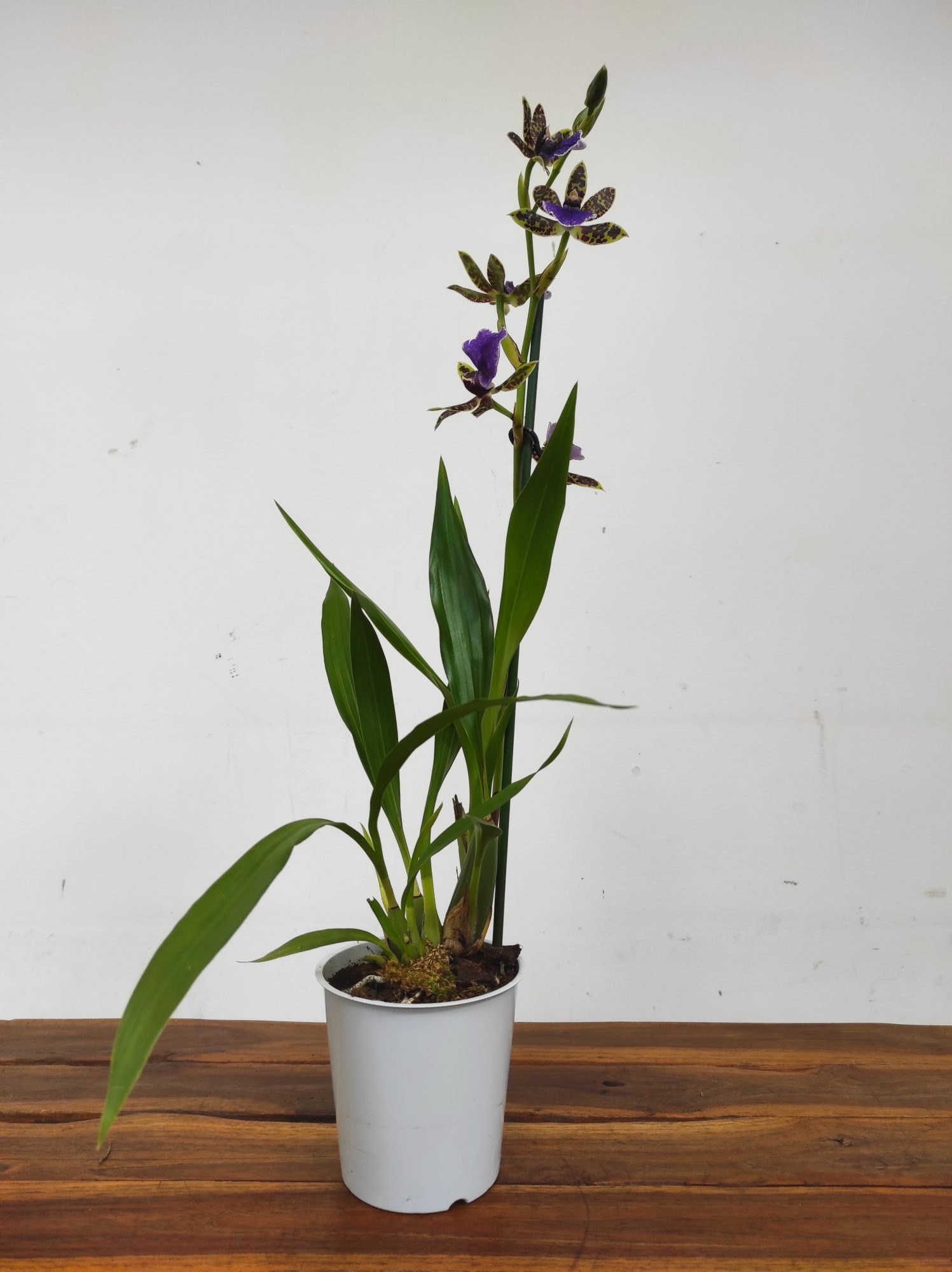 Zygopetalum 'Louisendorf' - Image 2