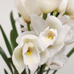 Cymbidium 1 Haste - V.14