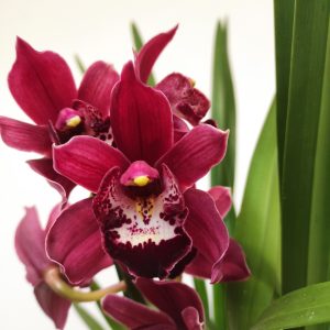 Cymbidium 1 Haste - V.14