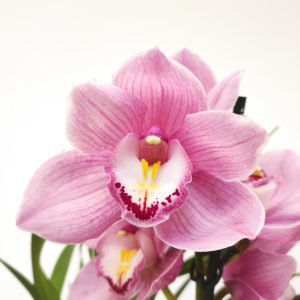 Cymbidium 1 Haste - V.14