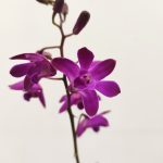 Dendrobium Kingianum