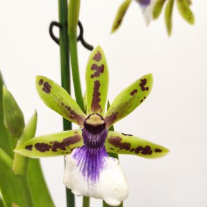 Zygopetalum 'Louisendorf'